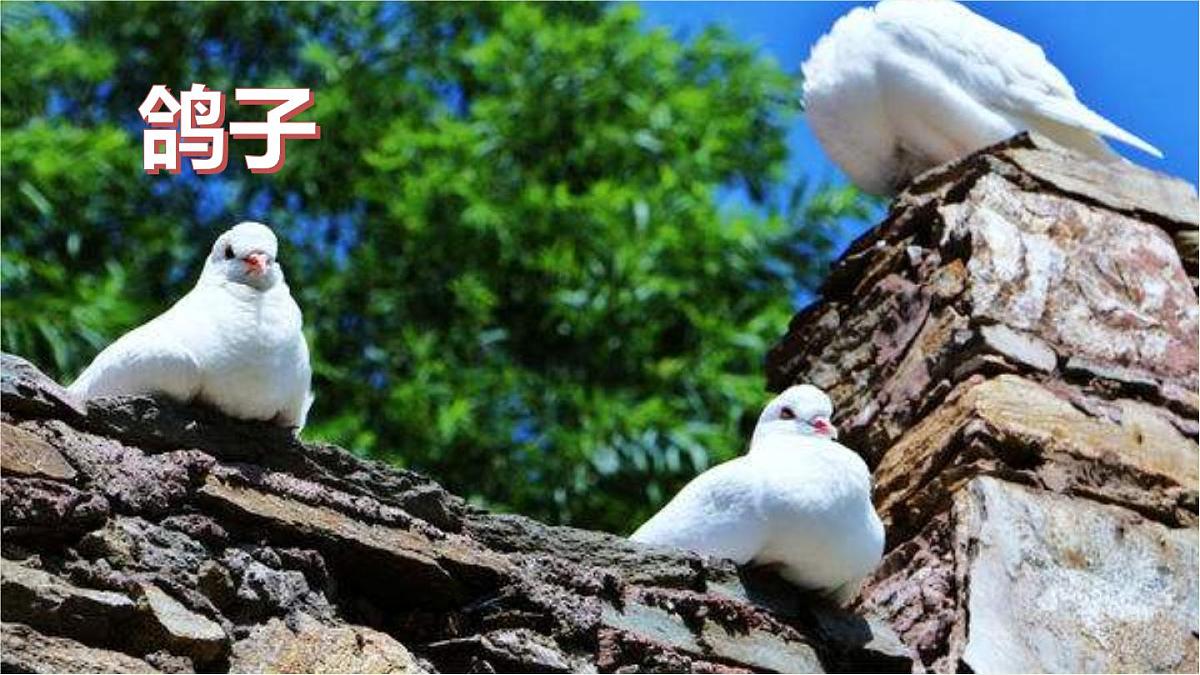 习作：我的动物朋友 课件 部编版语文四年级下册第7页