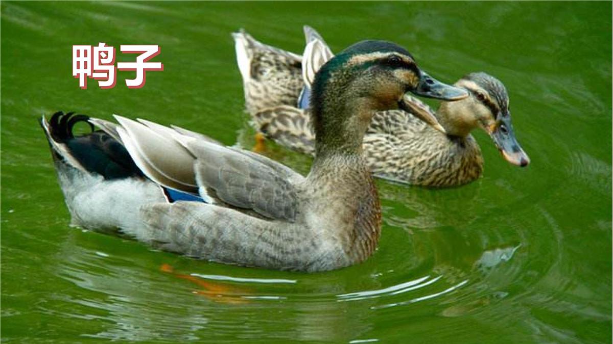 习作：我的动物朋友 课件 部编版语文四年级下册第8页