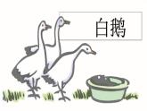 15《白鹅》课件 部编版语文四年级下册