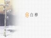 11.《白桦》课件 部编版语文四年级下册