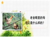 《母鸡》课件 部编版语文四年级下册