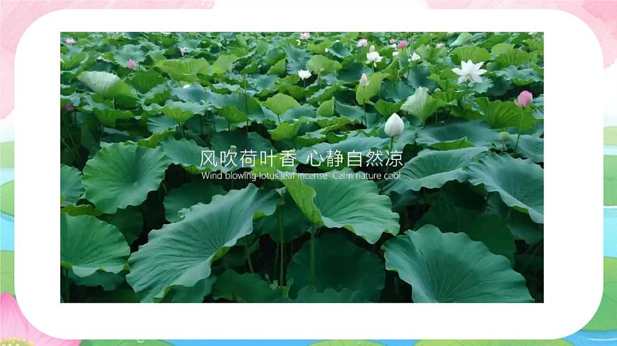 小学语文统编版（2024）一年级下册6.12 荷叶圆圆 课件第2页