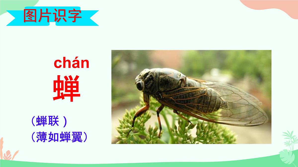 小学语文统编版（2024）二年级下册6.16 雷雨 课件第7页