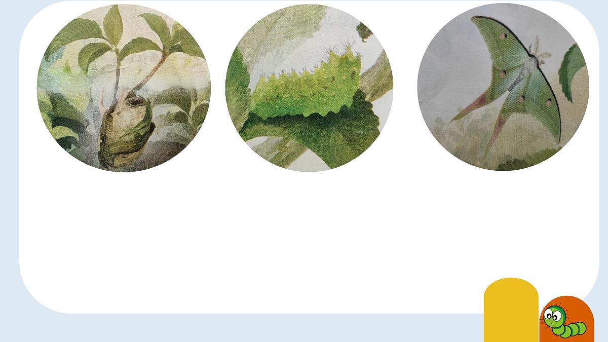 小学语文统编版（2024）二年级下册7.22 小毛虫 课件第7页