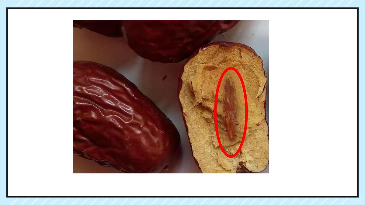 小学语文统编版（2024）三年级下册8.28 枣核 课件第2页