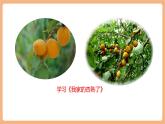 【大單元核心素養(yǎng)】部編版語文四年級(jí)上冊(cè)第五單元第7課時(shí)《我家的杏熟了》《小木船》》課件+教案+單元整體教學(xué)設(shè)計(jì)