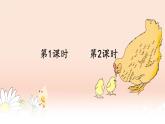 统编版四年级语文下册课件《14 母鸡》