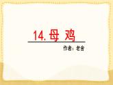统编版四年级语文下册课件《14 母鸡》