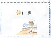 统编版四年级语文下册《11 白桦》教学课件