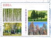 统编版四年级语文下册《11 白桦》教学课件