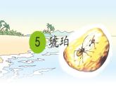 统编版四年级语文下册课件《5 琥珀》