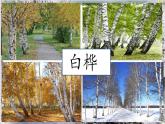 （結(jié)合語文作業(yè)本設(shè)計(jì)）統(tǒng)編版小學(xué)語文四年級(jí)下冊(cè)11.白樺課件兩課時(shí)
