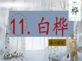 （結(jié)合語文作業(yè)本設(shè)計(jì)）統(tǒng)編版小學(xué)語文四年級(jí)下冊(cè)11.白樺課件兩課時(shí)