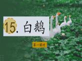 （結合語文作業(yè)本設計）統(tǒng)編版小學語文四年級下冊15.白鵝課件兩課時