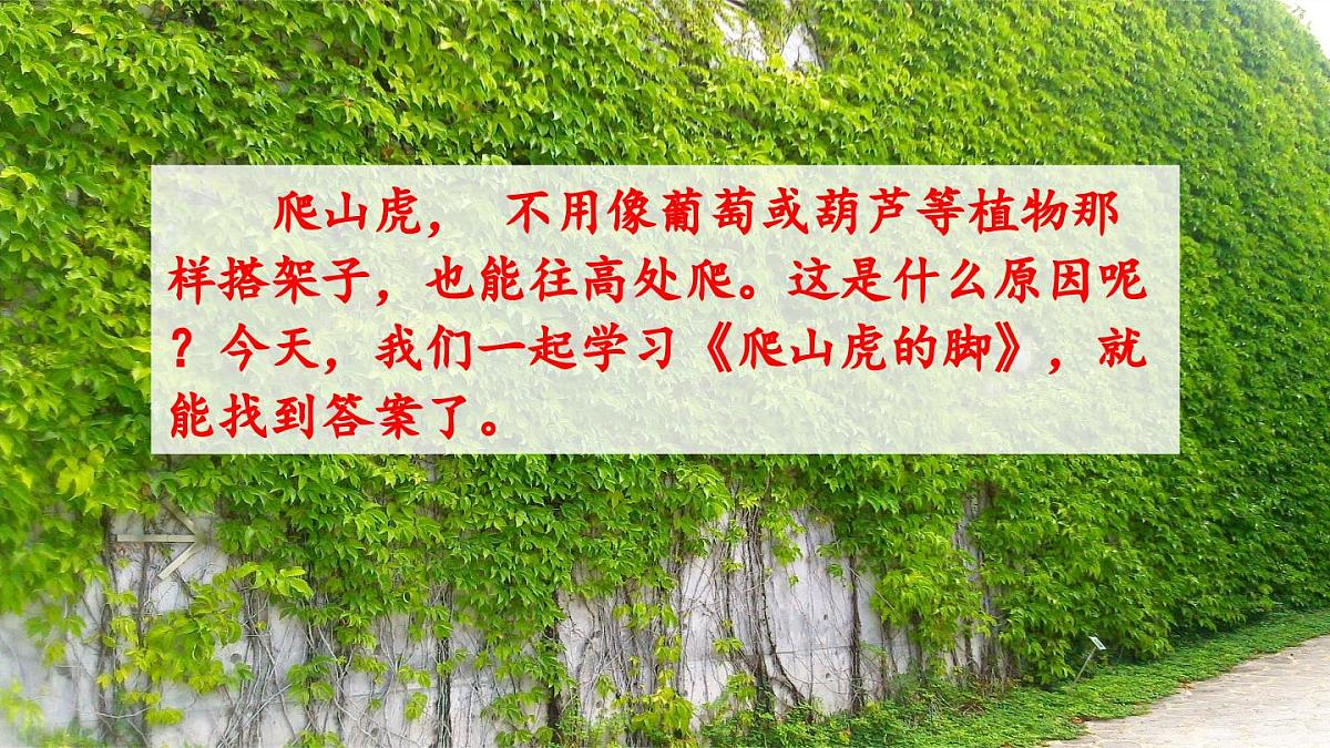 10.爬山虎的脚课件  统编版语文四年级上册第1页