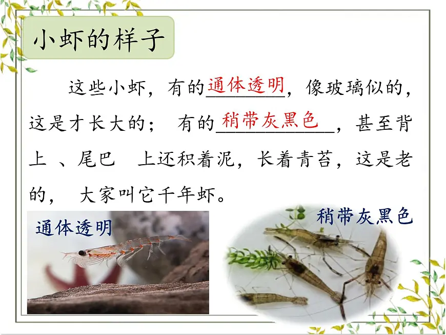 【教学评一体化设计】统编版小学语文三年级下册15.小虾课件一课时第7页