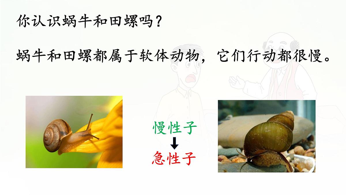 统编版三年级语文下册课件《25 慢性子裁缝和急性子顾客》第5页