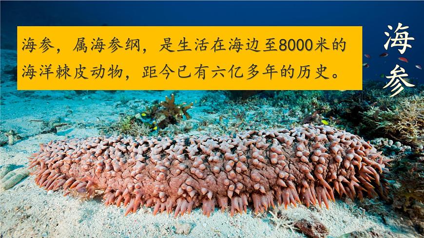 统编版三年级语文下册课件《23 海底世界》第7页