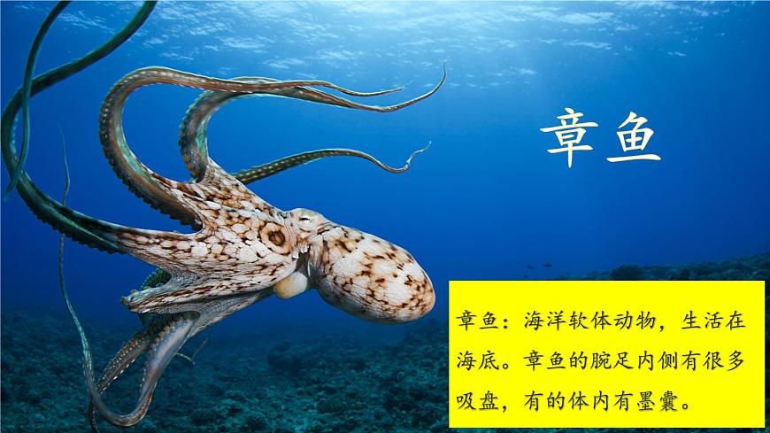 统编版三年级语文下册课件《23 海底世界》第8页