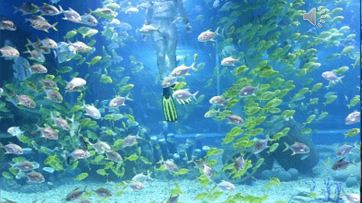 统编版三年级语文下册教学课件《23 海底世界》第1页