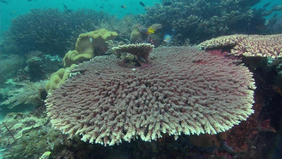 统编版三年级语文下册《23 海底世界》教学课件第3页