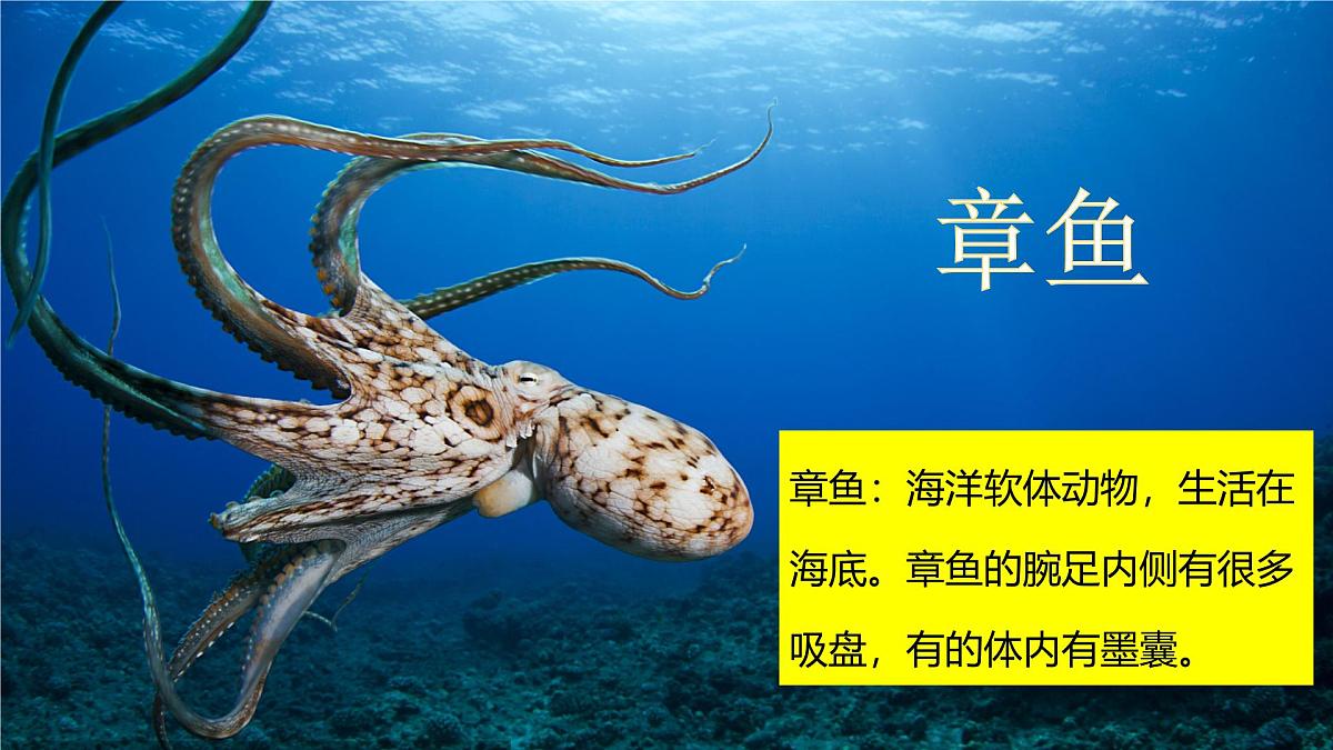 统编版三年级语文下册《23 海底世界》教学课件第5页
