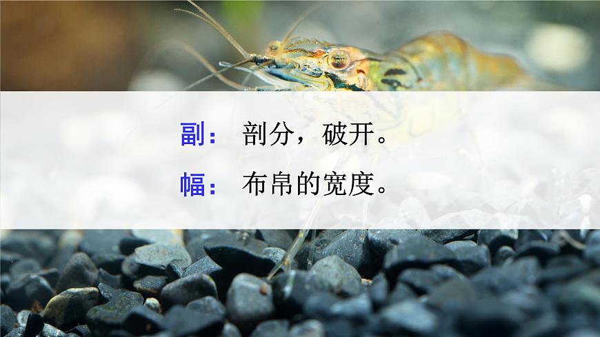 统编版三年级语文下册课件《15 小虾》第8页
