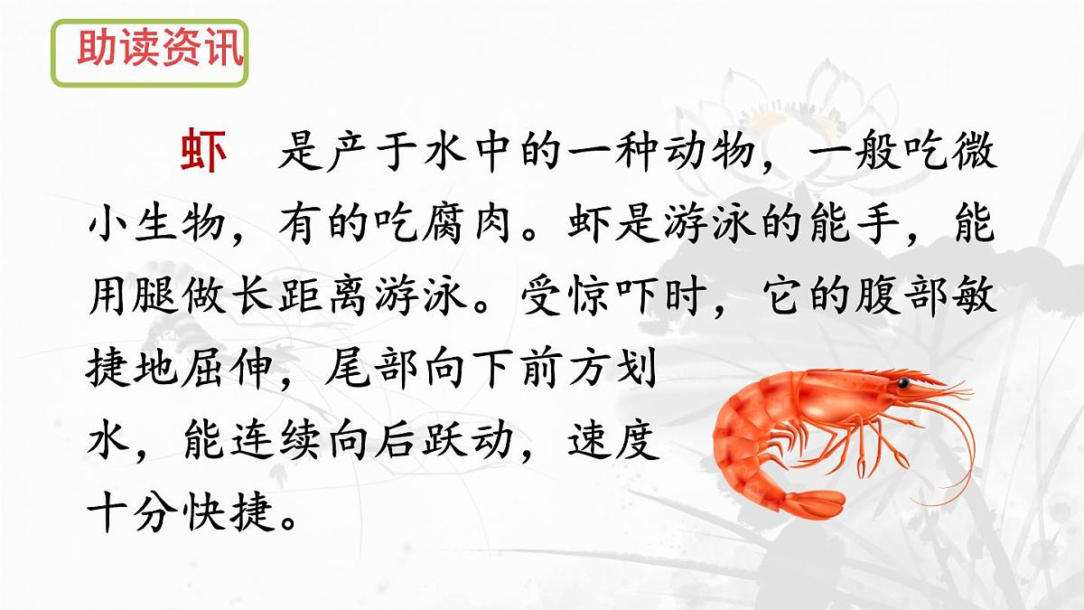 统编版三年级语文下册课件《15 小虾》第3页