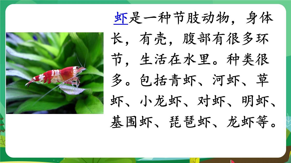 统编版三年级语文下册《15 小虾》课件第6页