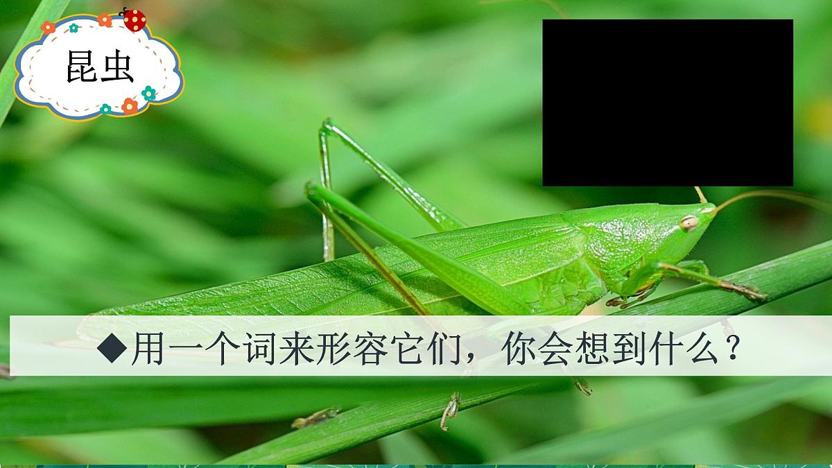 统编版三年级语文下册课件《4昆虫备忘录》第4页