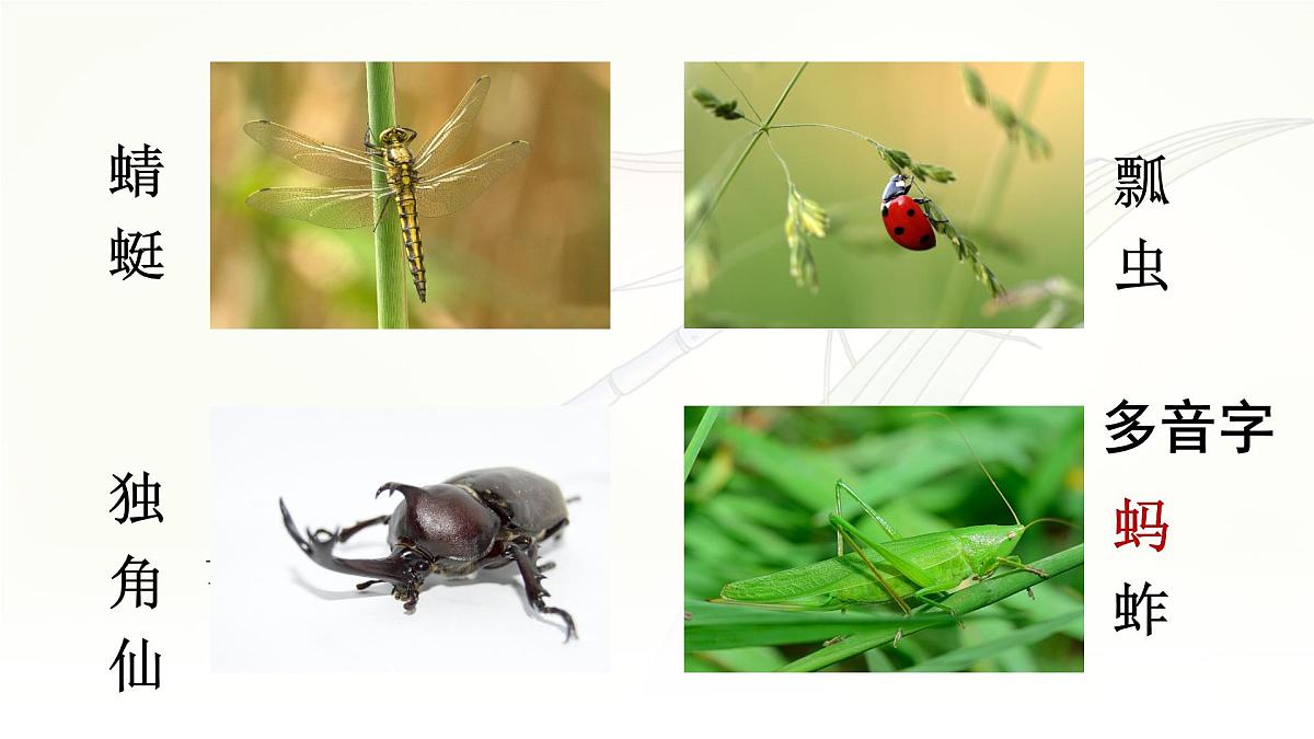 统编版三年级语文下册课件《4昆虫备忘录》第6页