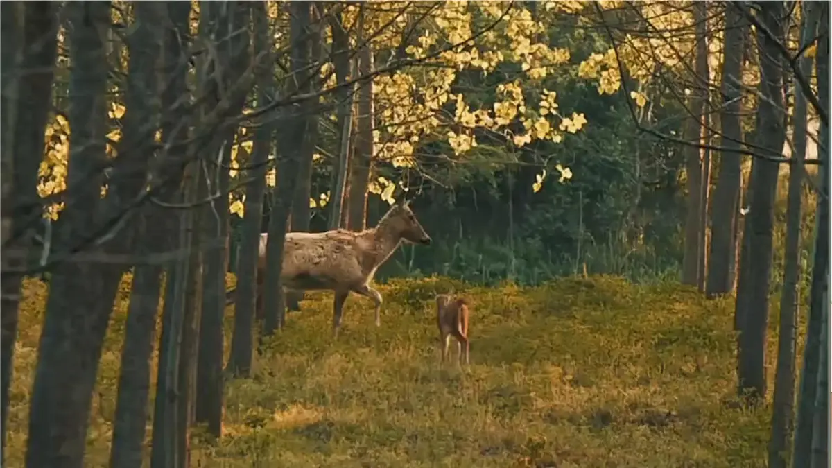 统编版三年级语文下册教学课件《7 鹿角和鹿腿》第2页