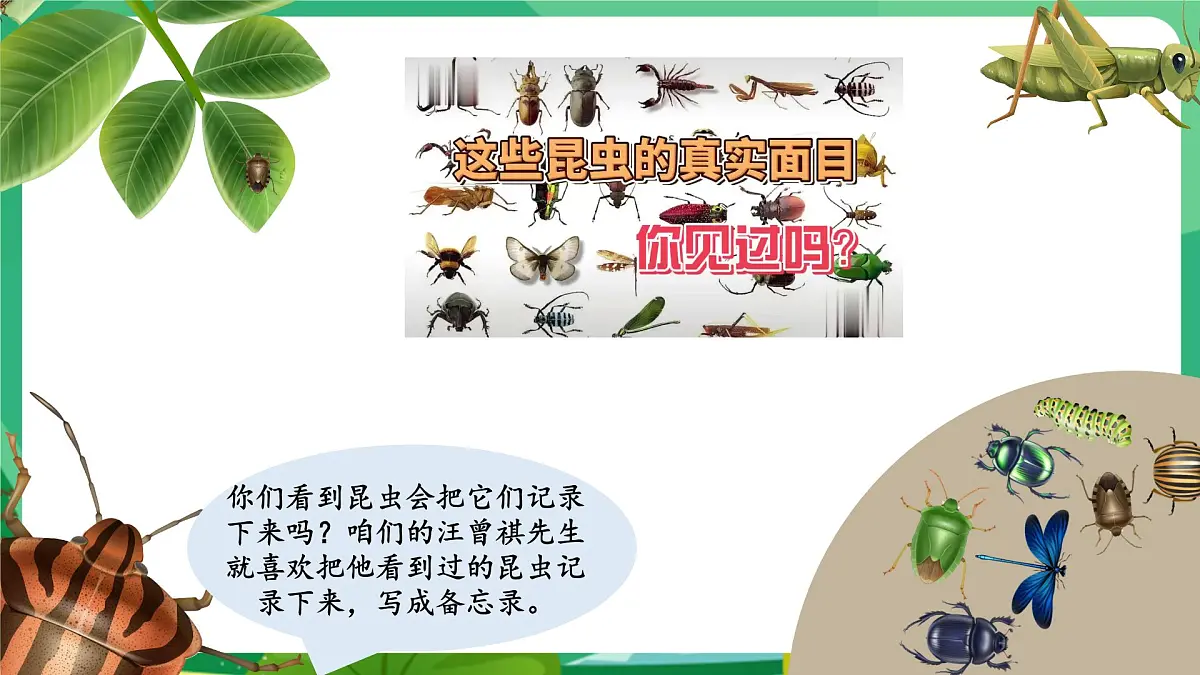 统编版三年级语文下册教学课件《4 昆虫备忘录》第4页