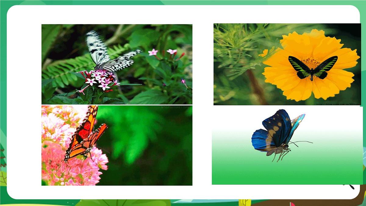 统编版二年级语文下册《22 小毛虫》课件第2页