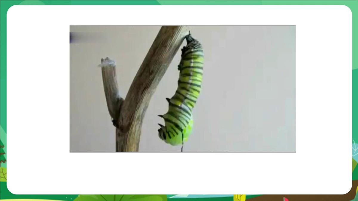 统编版二年级语文下册《22 小毛虫》课件第4页