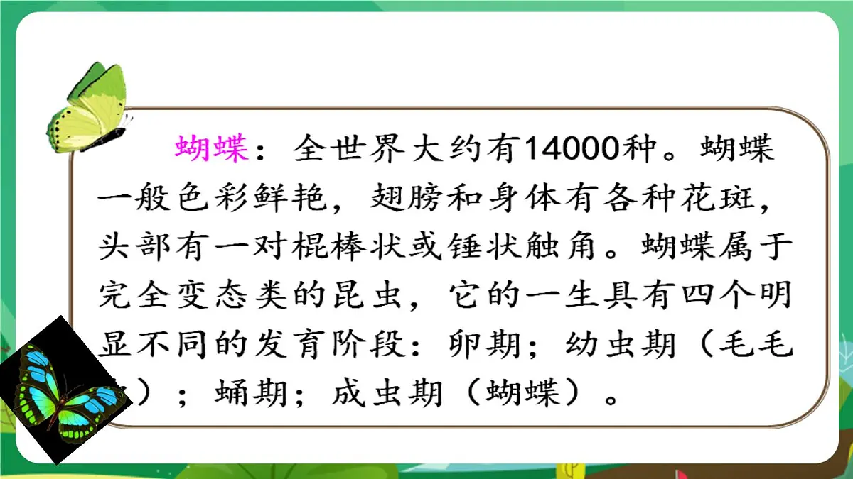 统编版二年级语文下册《22 小毛虫》课件第7页