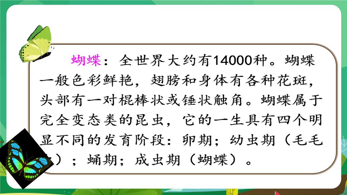 统编版二年级语文下册《22 小毛虫》课件第7页