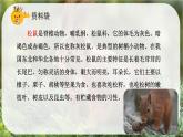部編版小學(xué)語(yǔ)文五年級(jí)上冊(cè)第五單元17《松鼠》課件（2課時(shí)）+教案（2課時(shí)）+課文朗讀（音頻）
