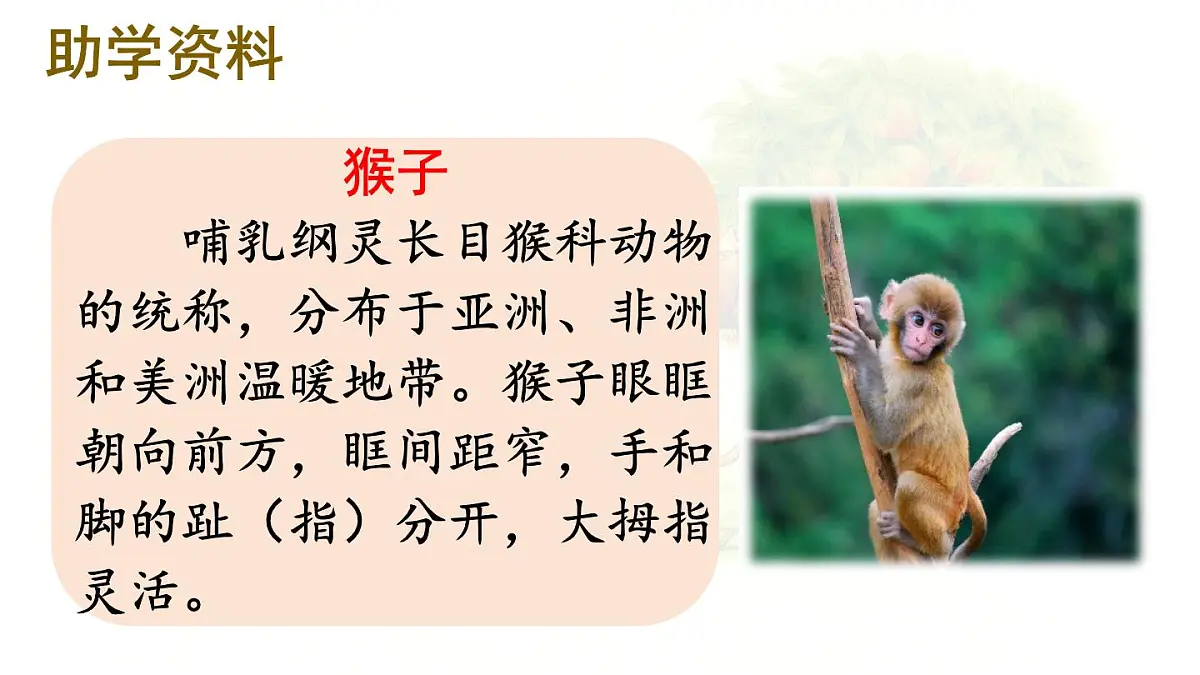 统编版一年级语文下册教学课件《17 小猴子下山》第3页