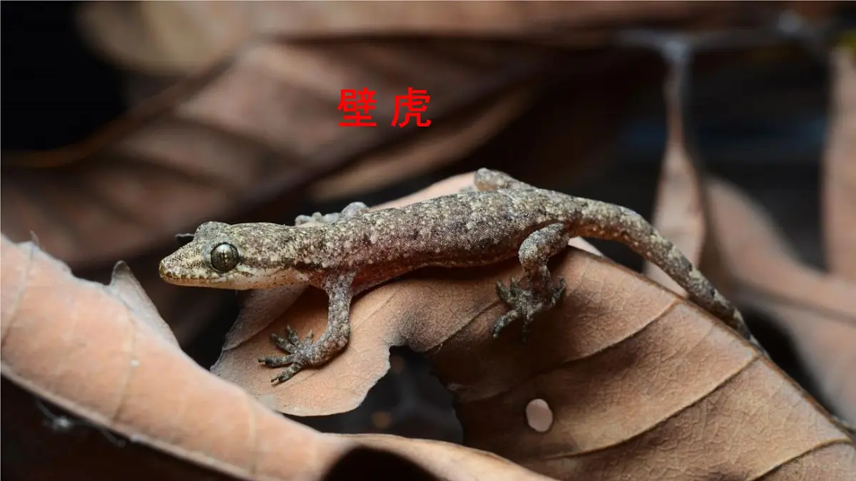 统编版一年级语文下册《20 小壁虎借尾巴》课件第2页