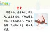 統(tǒng)編版一年級語文下冊《20 小壁虎借尾巴》課件