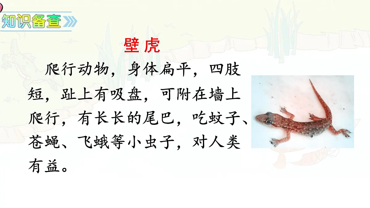 统编版一年级语文下册《20 小壁虎借尾巴》课件第3页