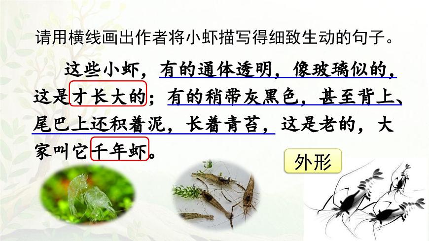 2025年春三年级语文下册第15课《小虾》课件（统编版）第7页