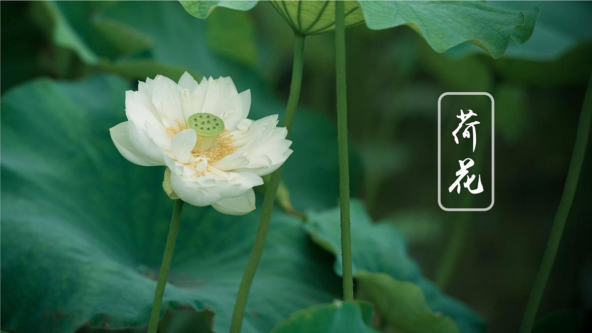 统编版三年级语文下册教学课件《3 荷花》第1页