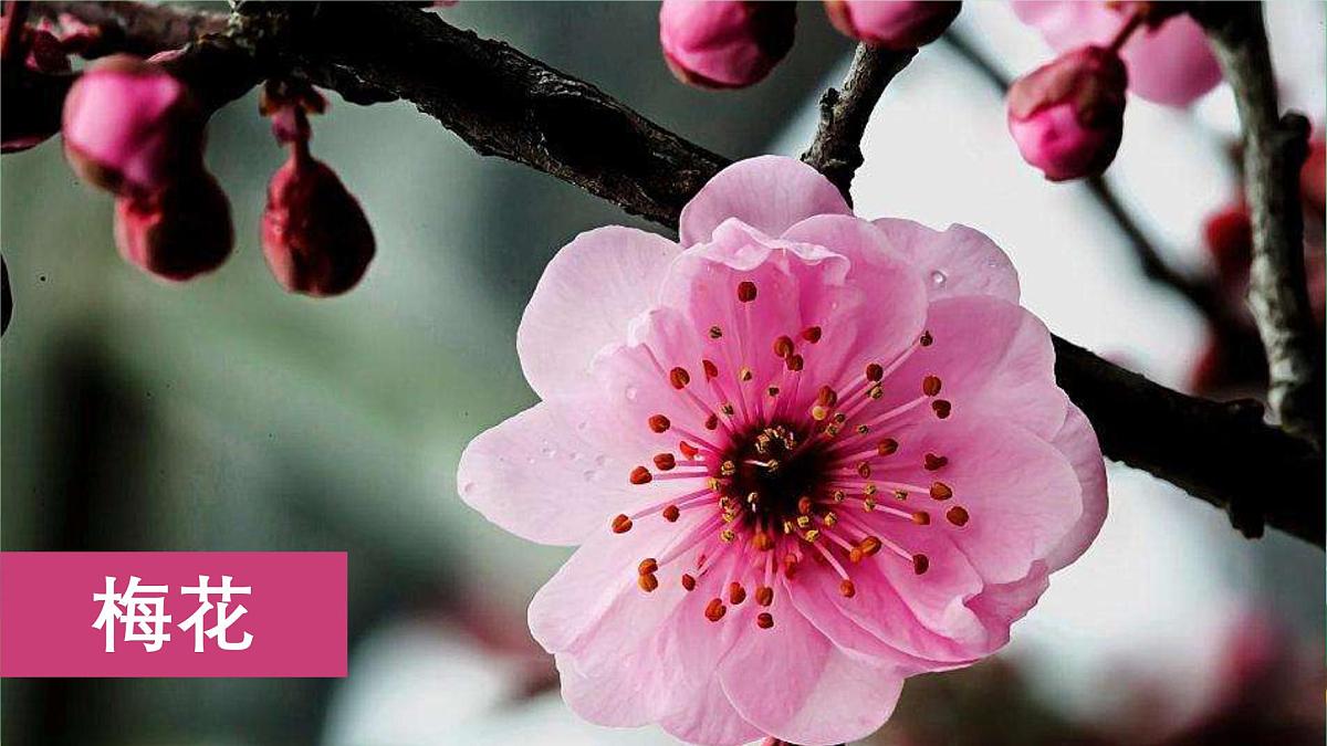 统编版三年级语文下册教学课件《第一单元习作：我的植物朋友》第3页