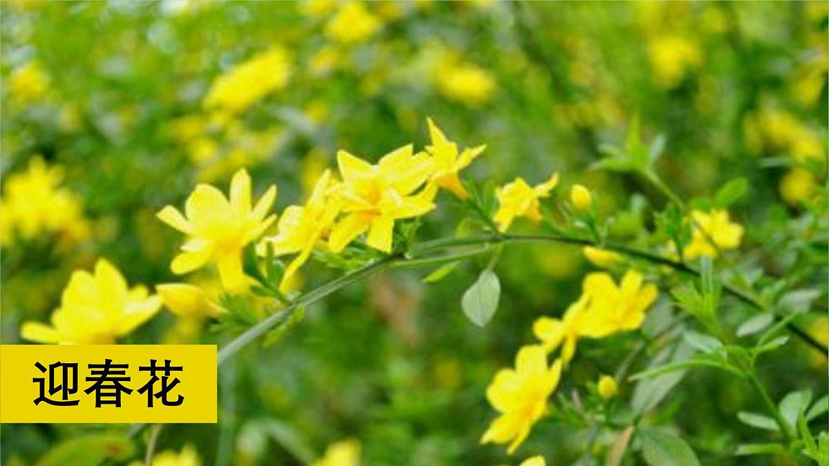 统编版三年级语文下册教学课件《第一单元习作：我的植物朋友》第4页