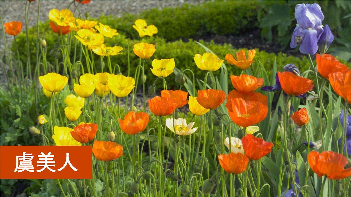 统编版三年级语文下册教学课件《第一单元习作：我的植物朋友》第5页