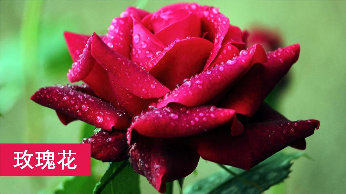 统编版三年级语文下册教学课件《第一单元习作：我的植物朋友》第6页