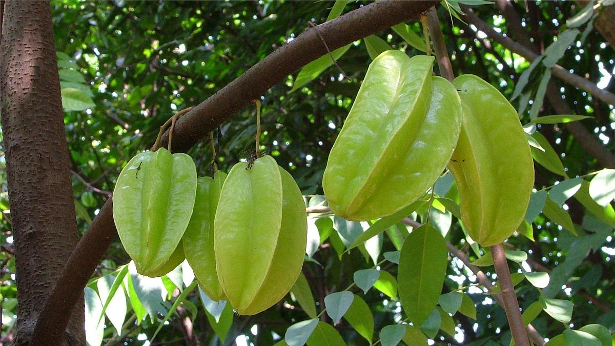 统编版二年级语文下册课件《13 画杨桃》第6页