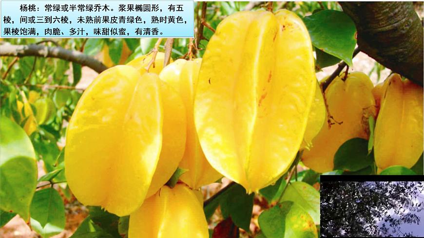 统编版二年级语文下册课件《13 画杨桃》第7页